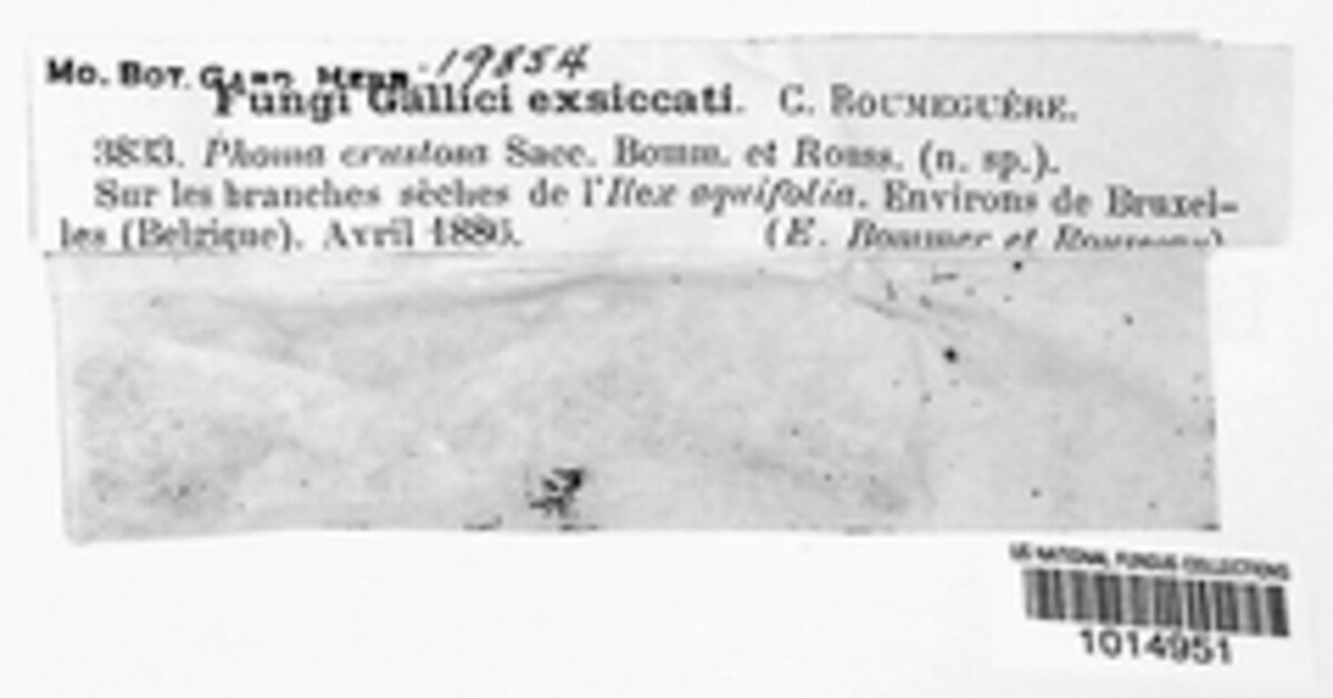 Diaporthe crustosa image